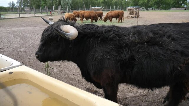 Highland cattle. Black Scottish bull with large horns stands at watering hole and chews grass against background of Scottish cows on farm. Wind sways bull's fur at watering hole. National reserve, zoo