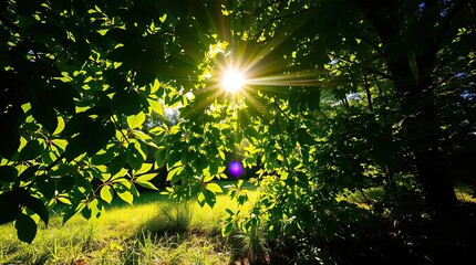 Sunlight shining through vibrant green leaves in a peaceful natural forest setting.