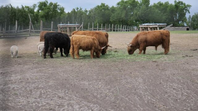Highland cattle Scottish bulls with large horns eat grass and hay with Scottish cows and sheep on a farm. National reserve, zoo.