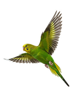 Green Parakeet Flying Detailed Bird Parrot Wildlife Isolated