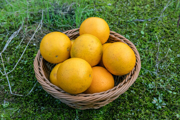 Fresh fruit, sugar-coated oranges, packed in a fruit basket