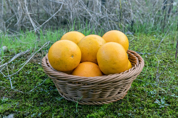 Fresh fruit, sugar-coated oranges, packed in a fruit basket