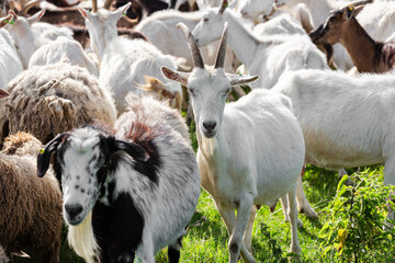 Close up of milk  goats  on a farm pasture in summer.