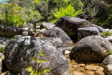 Streambed with Boulders and Lush Vegetation
