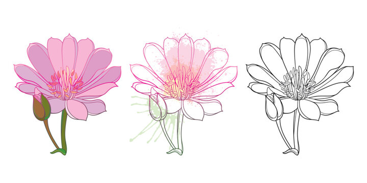 Set of outline Bitterroot flower or Lewisia rediviva in black and pastel pink isolated on white background.