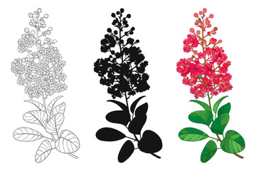 Set with outline Lagerstroemia or crape myrtle flowers and leaves in black and red isolated on white background. 