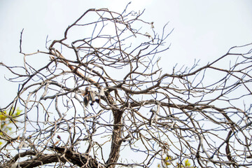 dead tree branches against blue sky