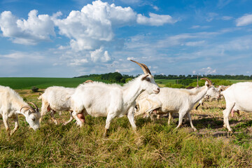 Obraz premium Herd of farm milk goats on a farm pasture in summer.