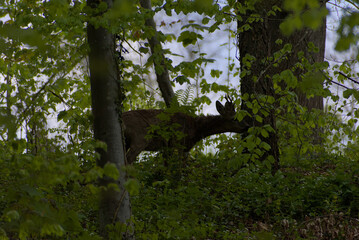 A secretive deer emerges from the dappled greens of a dense forest, offering a rare glimpse of wild...