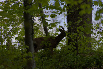 A secretive deer emerges from the dappled greens of a dense forest, offering a rare glimpse of wild...