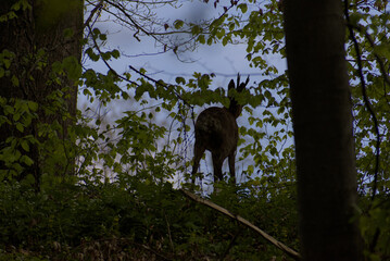 A secretive deer emerges from the dappled greens of a dense forest, offering a rare glimpse of wild...