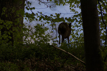A secretive deer emerges from the dappled greens of a dense forest, offering a rare glimpse of wild...
