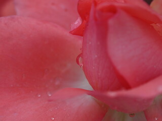 ピンクの花の水滴