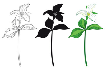 Set with outline Trillium grandiflorum or wakerobin flowers and leaf in black and pastel green isolated on white background. 