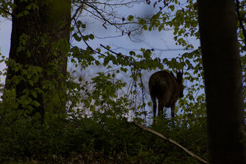 A secretive deer emerges from the dappled greens of a dense forest, offering a rare glimpse of wild...