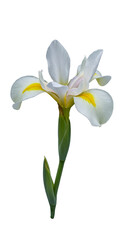 Fototapeta premium Isolated White Iris Photo with Yellow Accents and Green Stem on Transparent Background