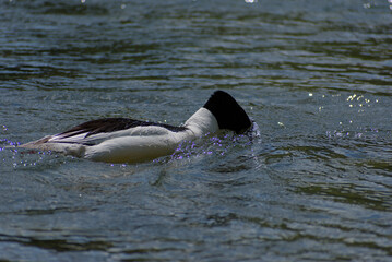 A graceful great crested grebe dives into shimmering blue waters, creating dynamic ripples. Captures the active serenity of this unique aquatic bird.