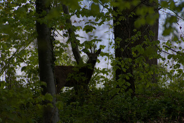 A secretive deer emerges from the dappled greens of a dense forest, offering a rare glimpse of wild...