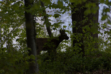 A secretive deer emerges from the dappled greens of a dense forest, offering a rare glimpse of wild...