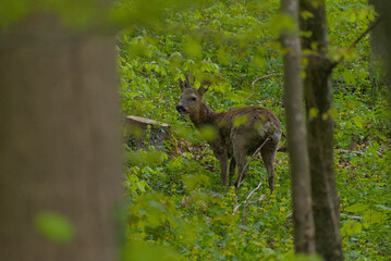 A secretive deer emerges from the dappled greens of a dense forest, offering a rare glimpse of wild...