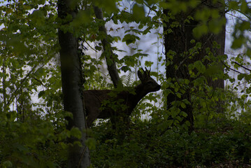 A secretive deer emerges from the dappled greens of a dense forest, offering a rare glimpse of wild...