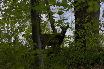 A secretive deer emerges from the dappled greens of a dense forest, offering a rare glimpse of wild...