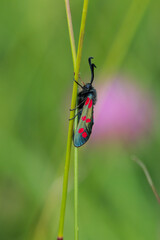 Six Spotted Burnet moth hanging on a grass stem.