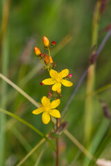 Slender St Johns wort flower in a meadow, County Durham, England, UK.