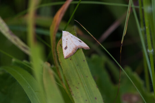 Straw Dot Moth sat on grass in a meadow, England, UK.
