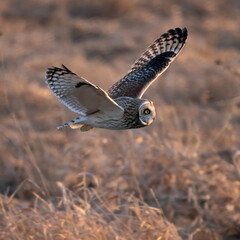 Short-eared Owl Asio flammeus hunting over meadow at dusk