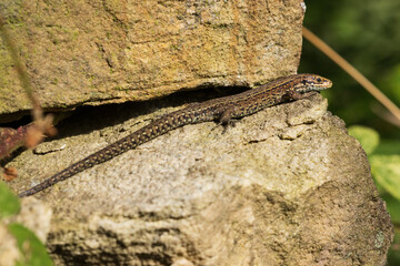 Common Lizard resting on a wall, County Durham, England, UK.