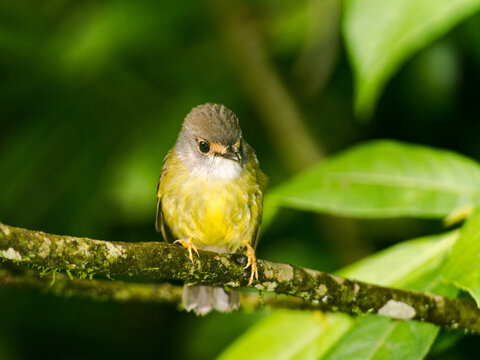 Very cute little Pale-yellow Robin sitting on a branch with blurred green background