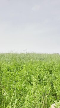Lush alfalfa field under a cloudy sky