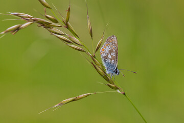 Brown Argus Butterfly resting on a Oat Grass seed head. County Durham, England, UK.