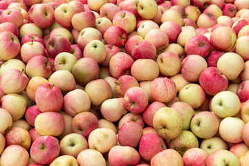 Fresh red Fuji apples neatly stacked