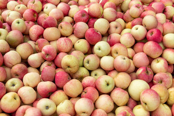 Fresh red Fuji apples neatly stacked