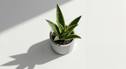 Serene Snake Plant in a Concrete Pot Minimalist Home Decor Inspiration