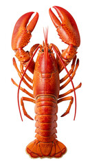 Photo of Cooked Lobster with Red Shell on Transparent Background Isolated