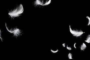 White feather isolated on a black background.