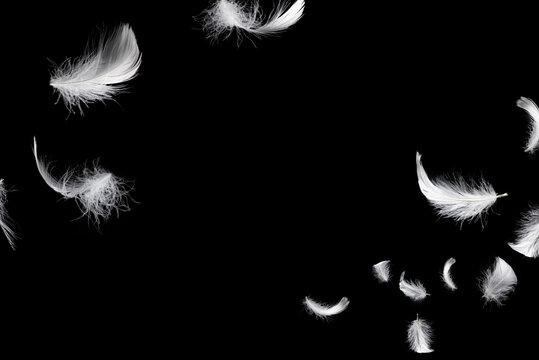 Fototapeta White feather isolated on a black background.