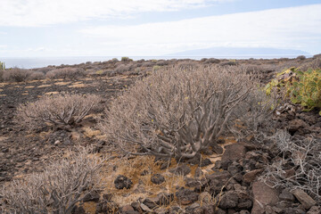 Bare balsam spurge bushes on volcanic soil in winter in Tenerife. Balsam spurge plants on the rocky...