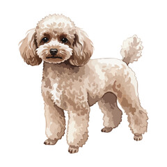 Brown poodle Isolated on Transparent Background – Watercolour Illustration
