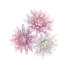 Obraz premium Chrysanthemums Flowers Isolated on Transparent Background – Watercolour Illustration