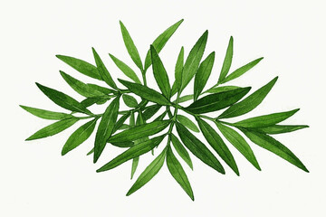 Verdant Tarragon Flow herb tarragon isolated watercolor vector illustration svg