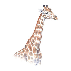 Obraz premium Giraffe Isolated on Transparent Background – Watercolour Illustration