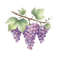 Grapes plant Isolated on Transparent Background – Watercolour Illustration