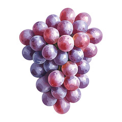 Grapes Isolated on Transparent Background – Watercolour Illustration