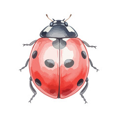 Ladybug Isolated on Transparent Background – Watercolour Illustration