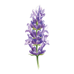 Obraz premium Lavender flower Isolated on Transparent Background – Watercolour Illustration