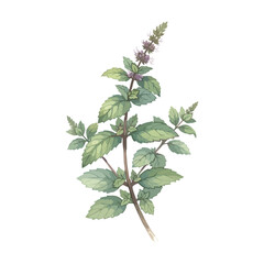 Mint Isolated on Transparent Background – Watercolour Illustration